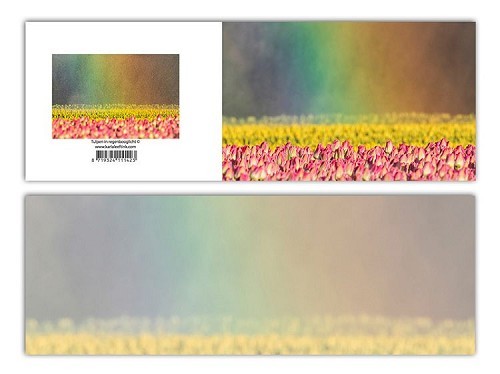 Panoramawenskaart zt tulpen in regenboog