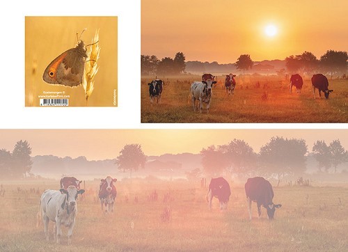 Panoramawenskaart koeiemorgen