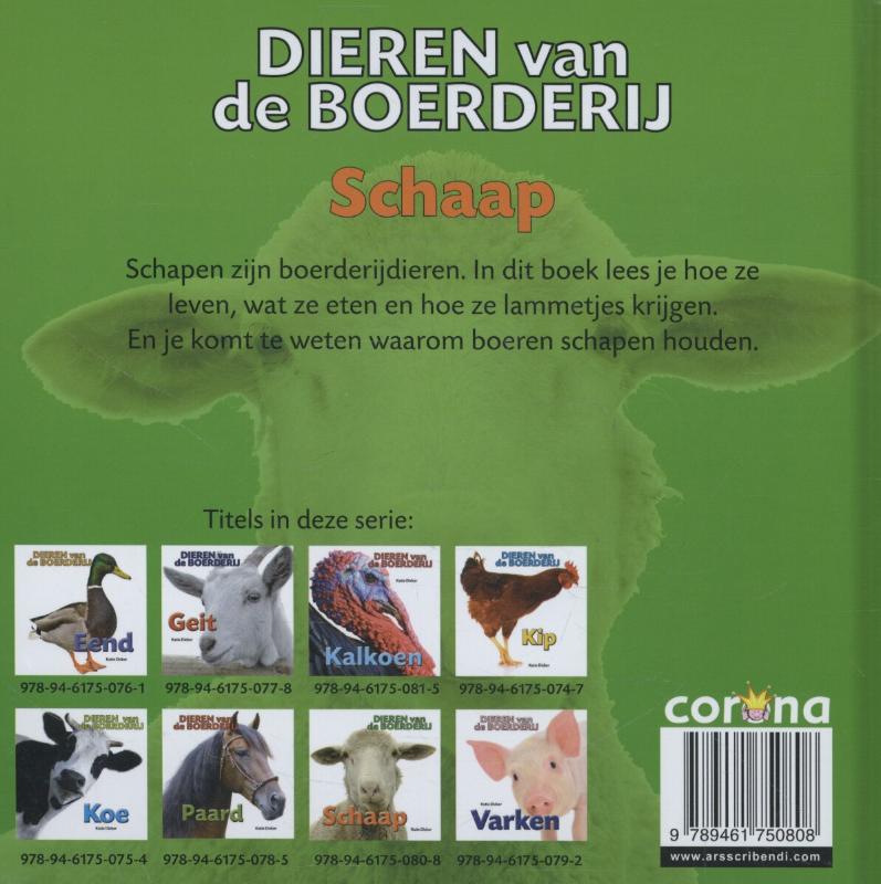 Schaap - Afbeelding 2